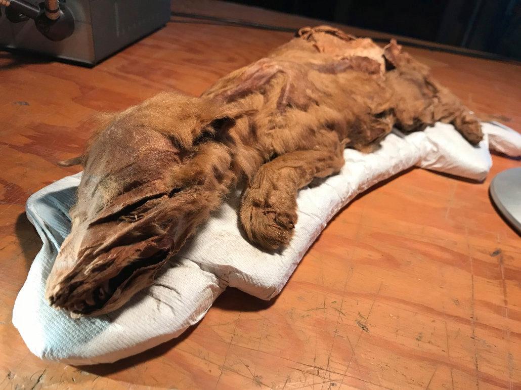 En mumifierad vargvalp, hittad i Yukon i Kanada. Valpen dog för över 50 000 år sedan och har bevarats i permafrosten sedan dess.