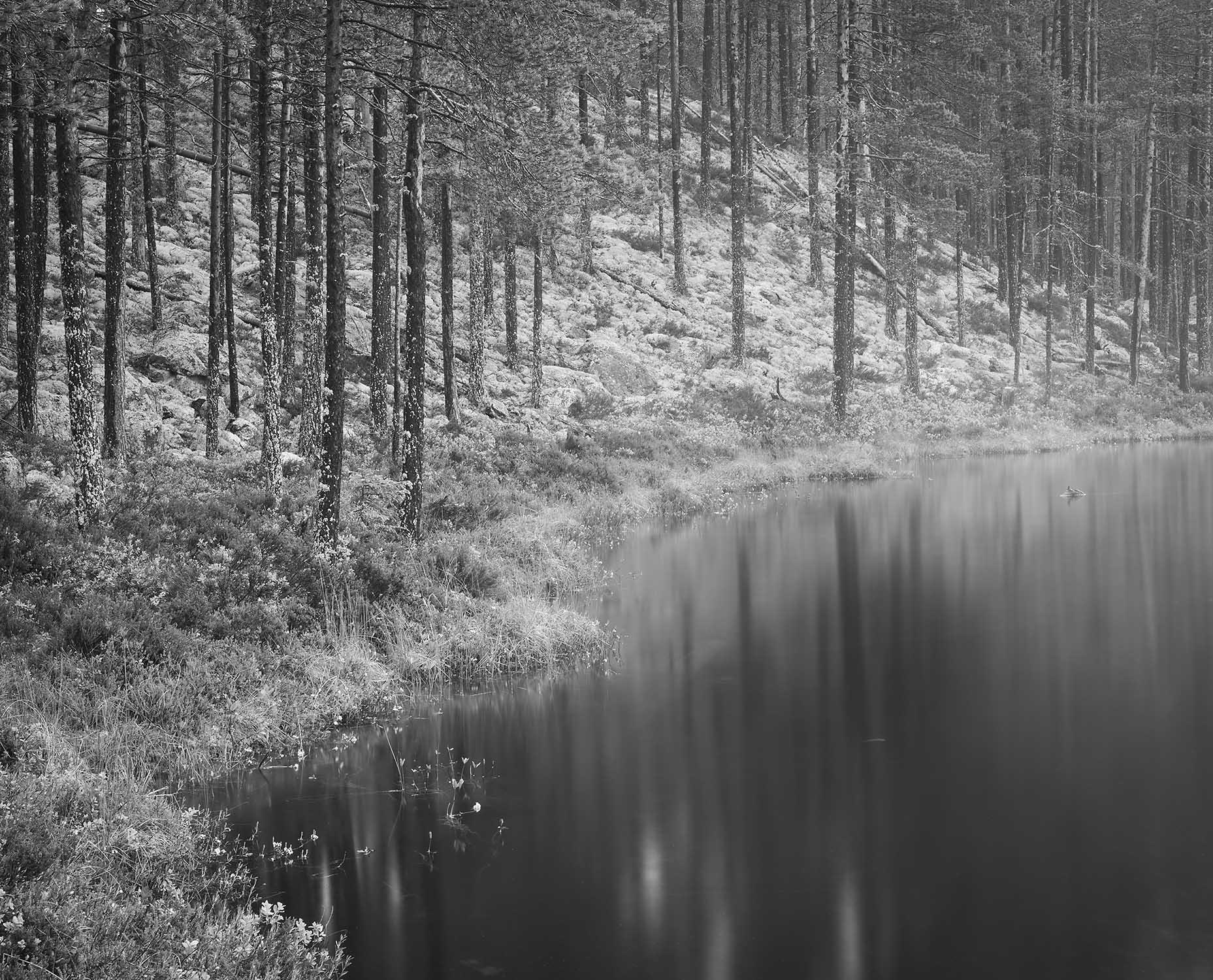 Ore skogsrike, Dalarna. Foto: Marcus Elmerstad