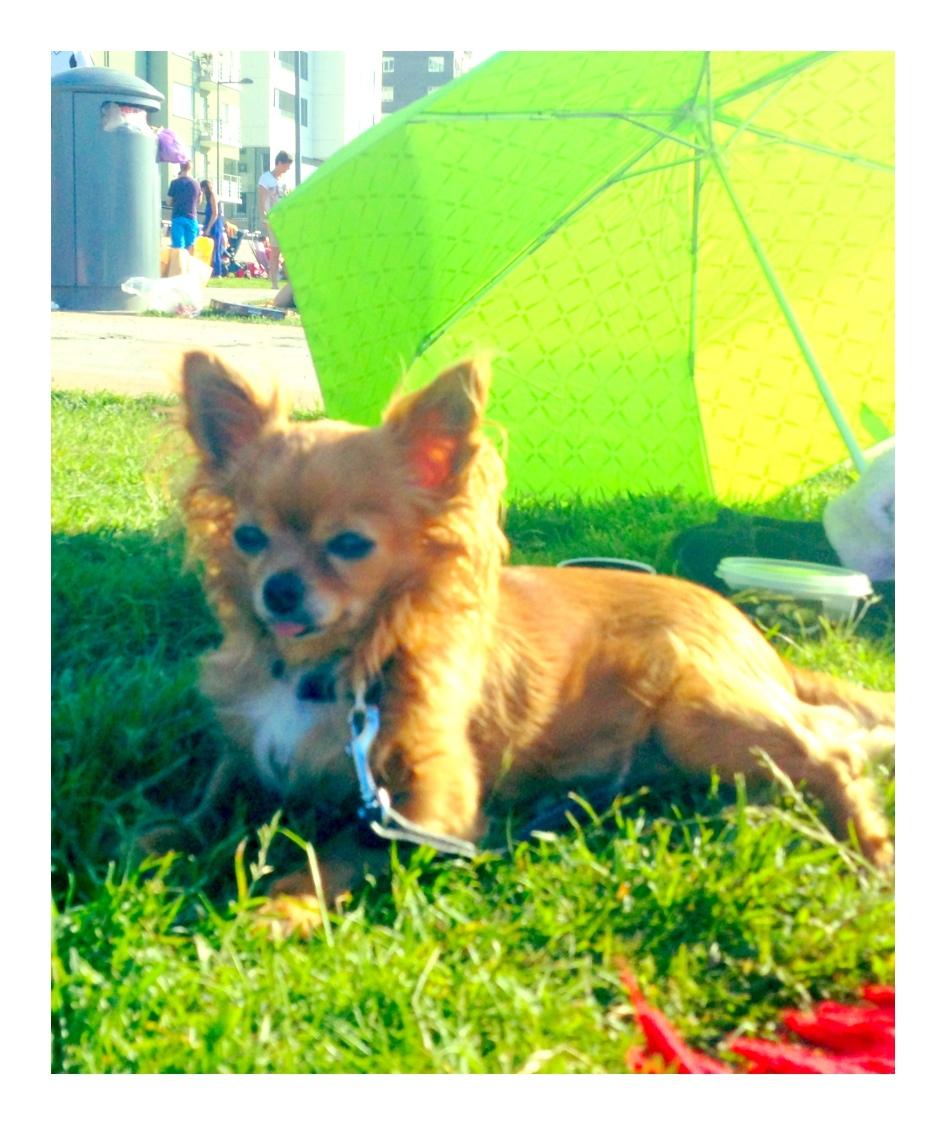 Chihuahuan Nikki njuter av sol och värme