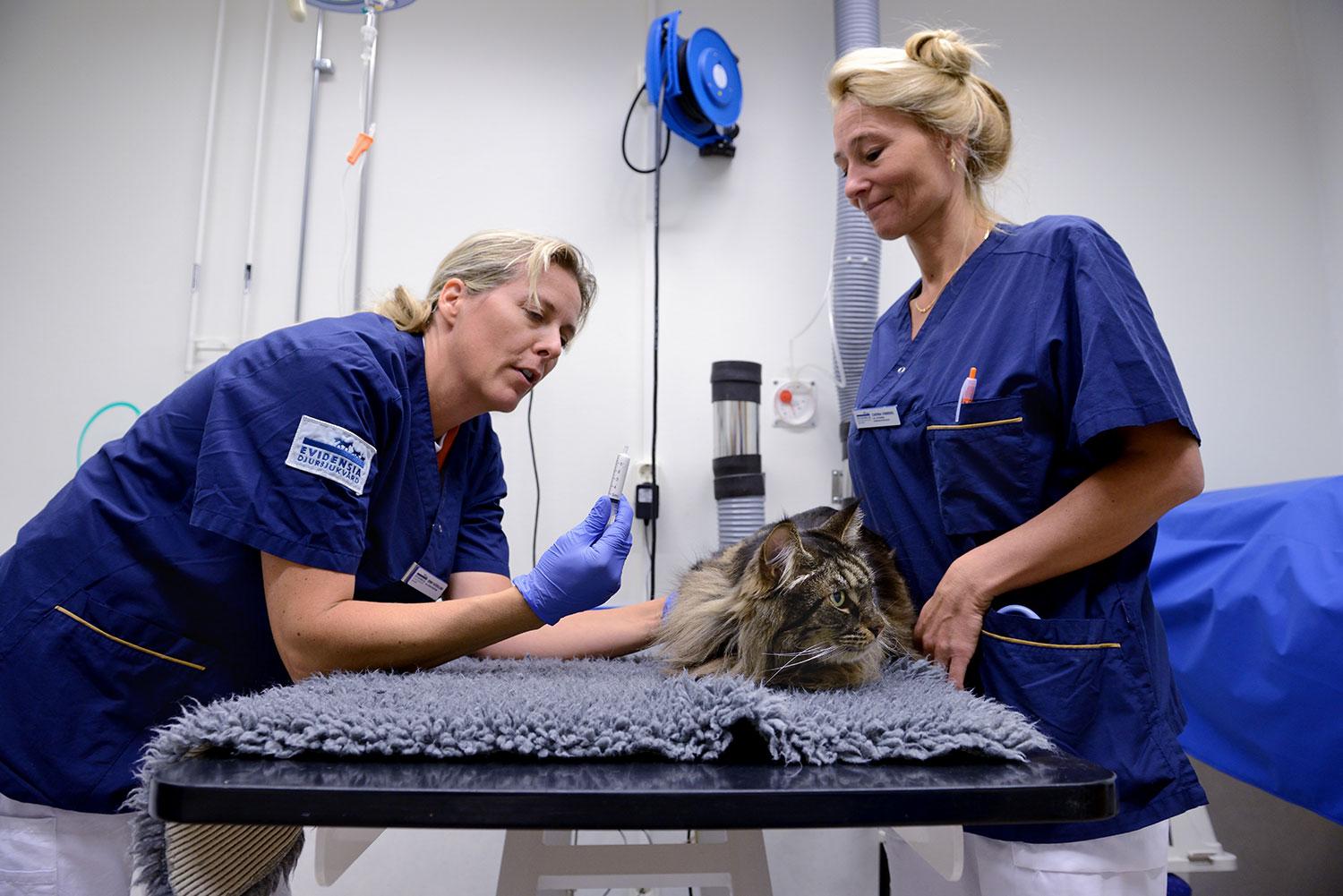 Jenny Björklund, djursjukskötare och narkossköterska, förbereder narkosen efter att veterinären Carina Vinberg har genomfört hälsokontrollen.