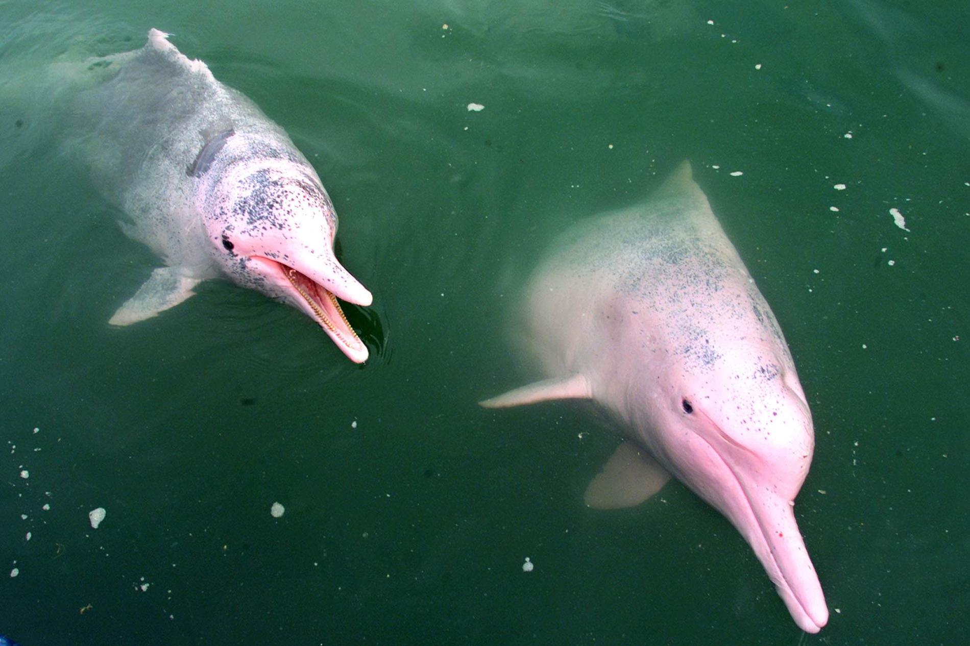 Deltadelfiner, även kända som rosa delfiner. Arkivbild från Singapore.