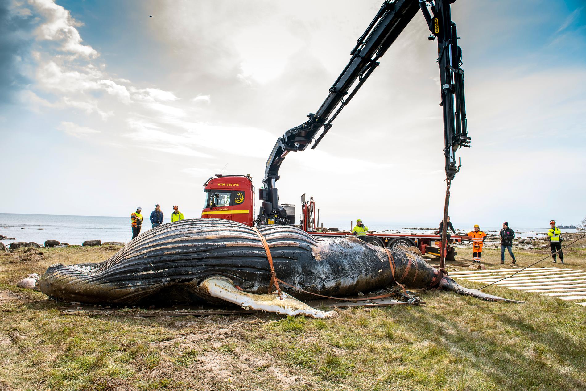 Den döda knölvalen på Öland har nu lastats i en container och ska köras till Danmark för förbränning. Arkivbild.