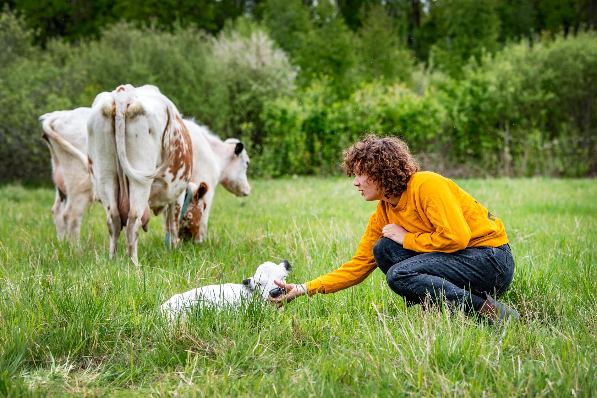 Amanda Bergman klappar en några dagar gammal kalv på gården utanför Avesta.