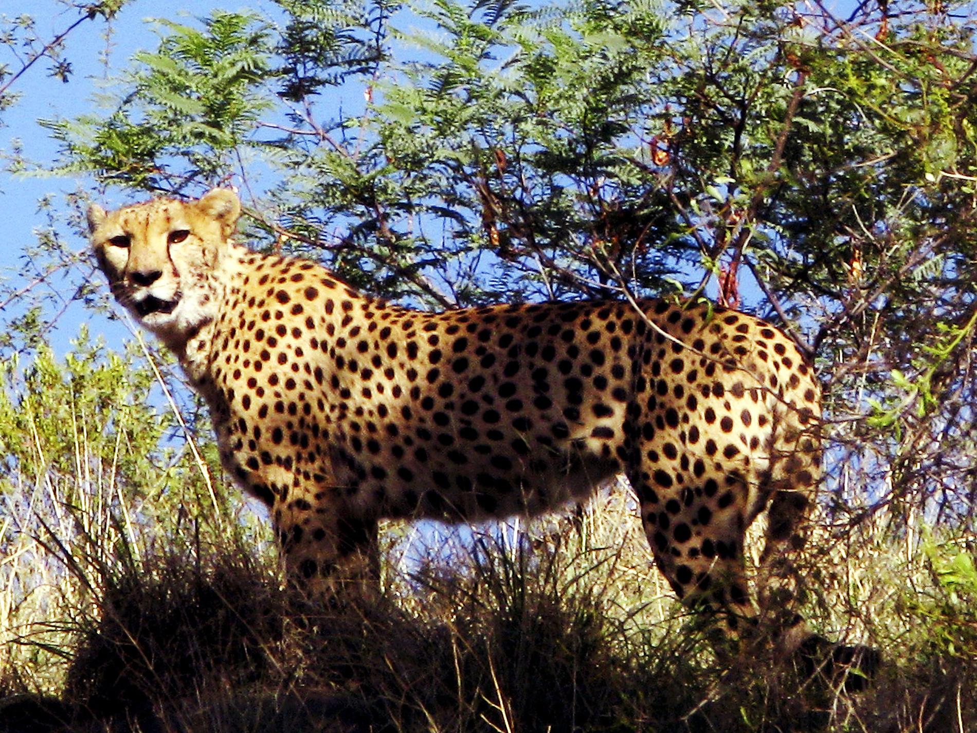 Sydafrikanska geparder till Indien