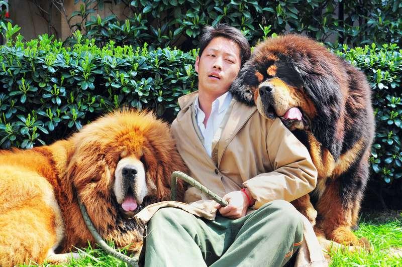 Tibetanska mastiffer är kända sedan antiken och gillar att gräva hål. I Kina blev det under slutet på 00-talet en stor statussymbol att äga ett exemplar av rasen.