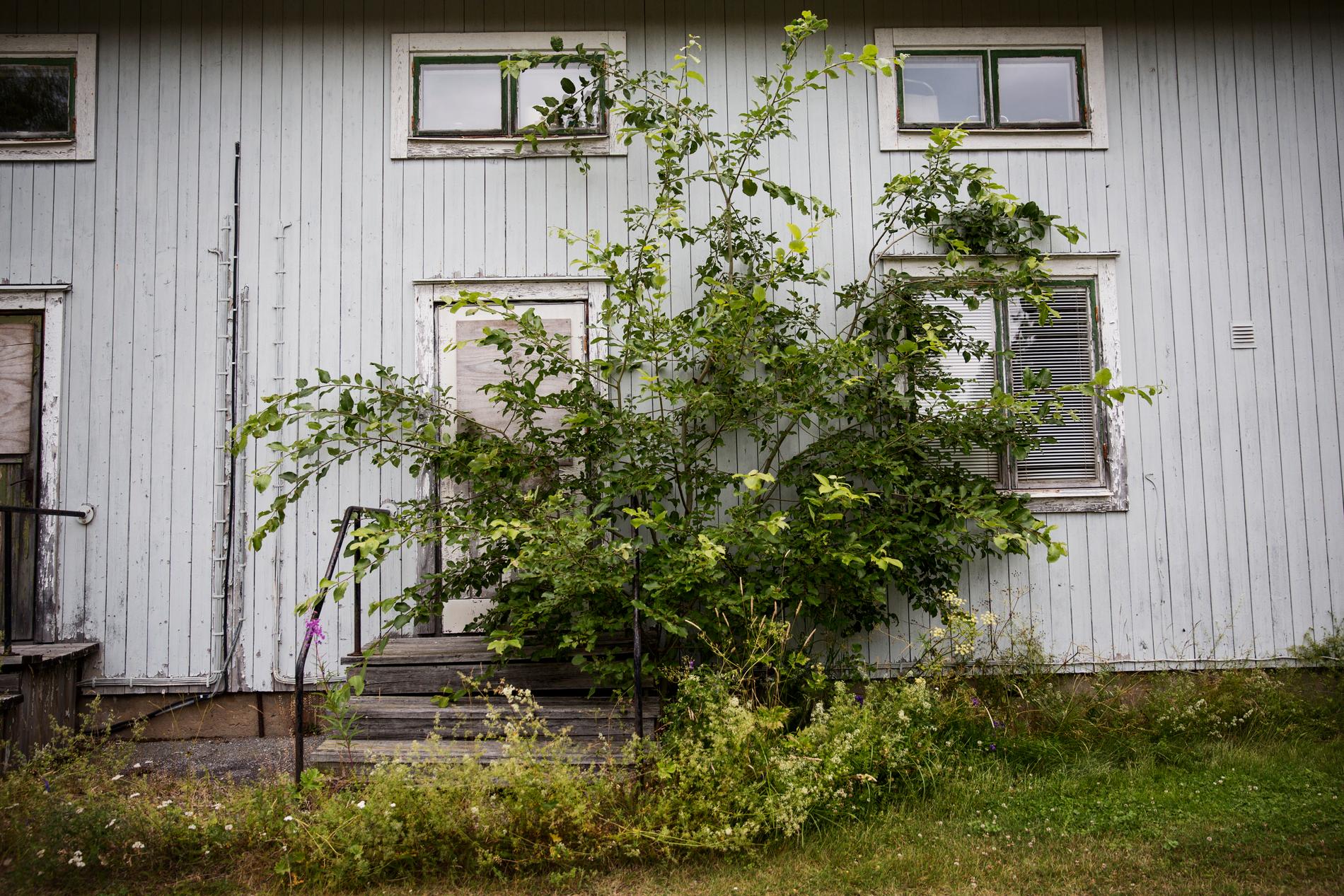 Ett träd har tagit över ingången till ett hus i Bollstabruk, i Kramfors kommun. Kramfors är av de kommuner som har tappat mest invånare i reella tal de senaste tio åren. Arkivbild.