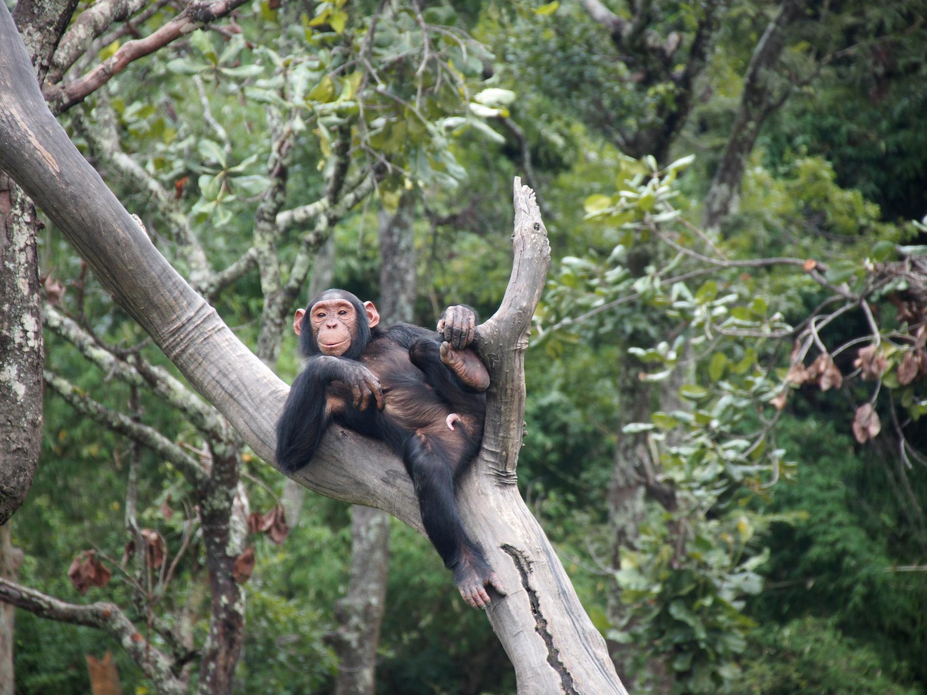 Forskarna studerade schimpanser (Pan troglodytes) i ett naturreservat i Zambia