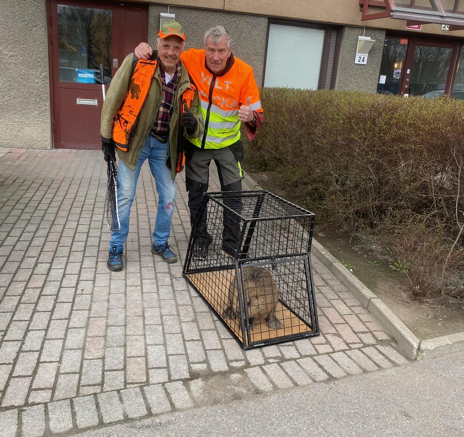 Jan Nordstrand och Per Trogen hjälpte bävern att hitta hem igen.