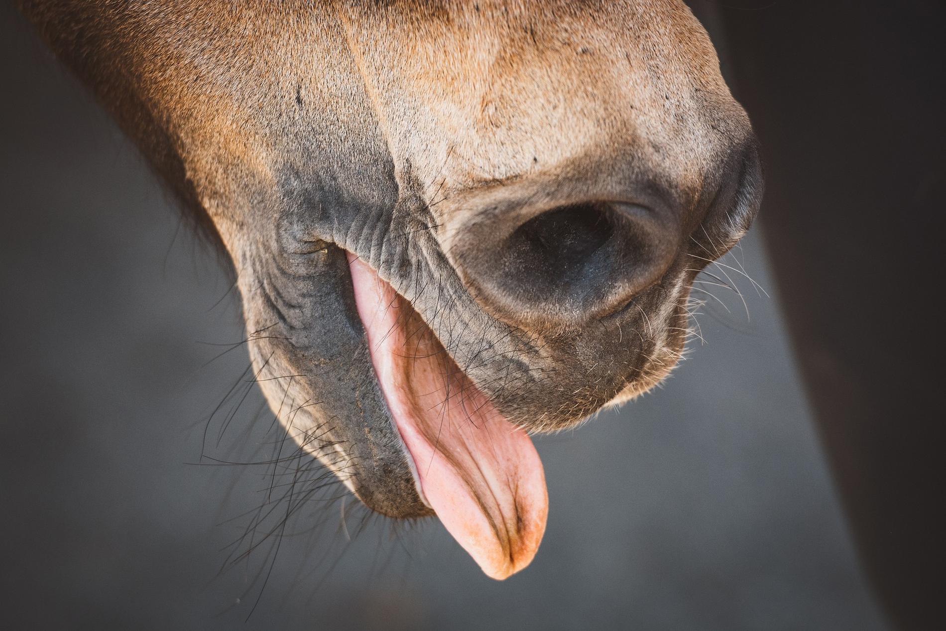  A horse's tongue is usually a light pink color.