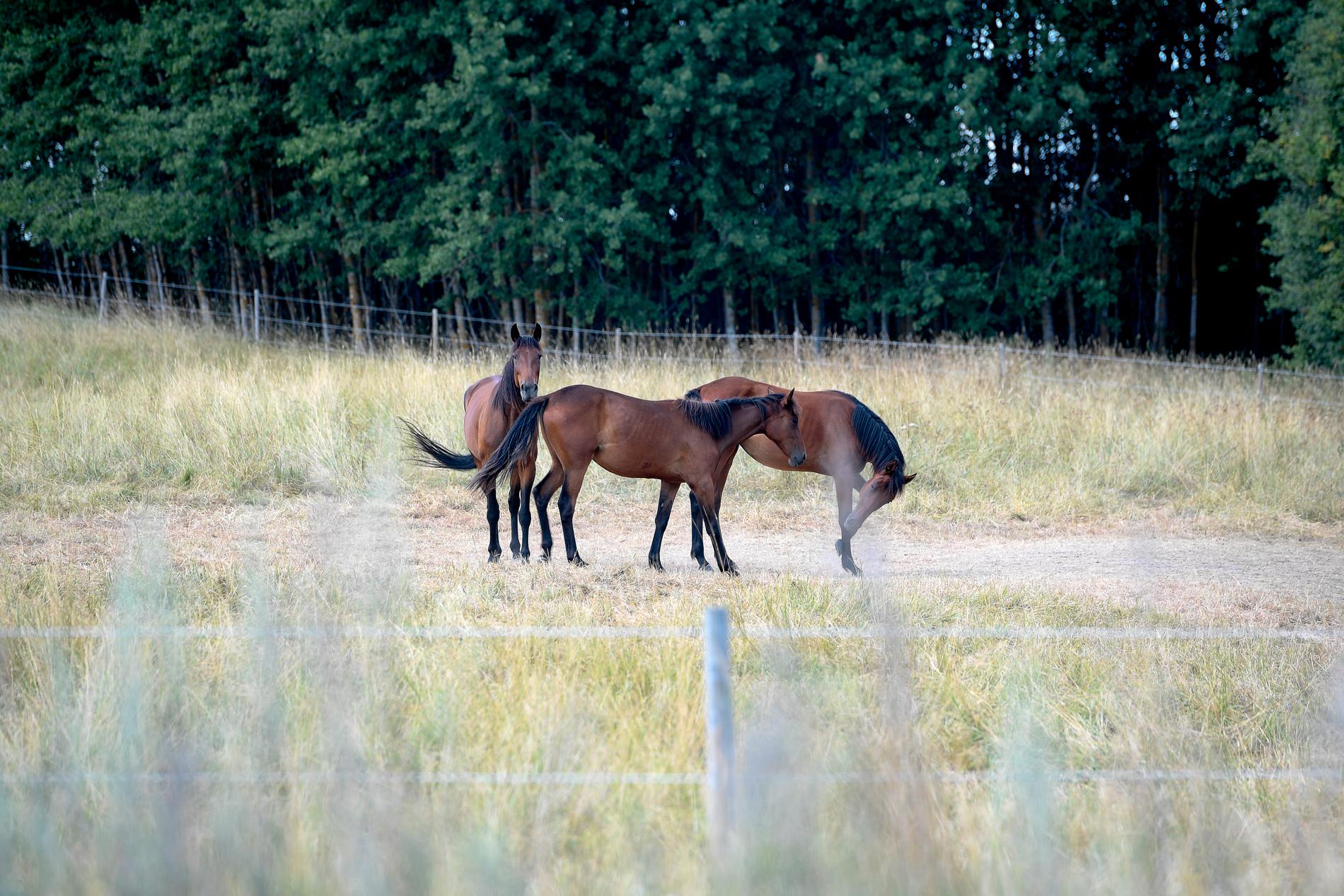 Hästar på brunbränt bete. Arkivbild.