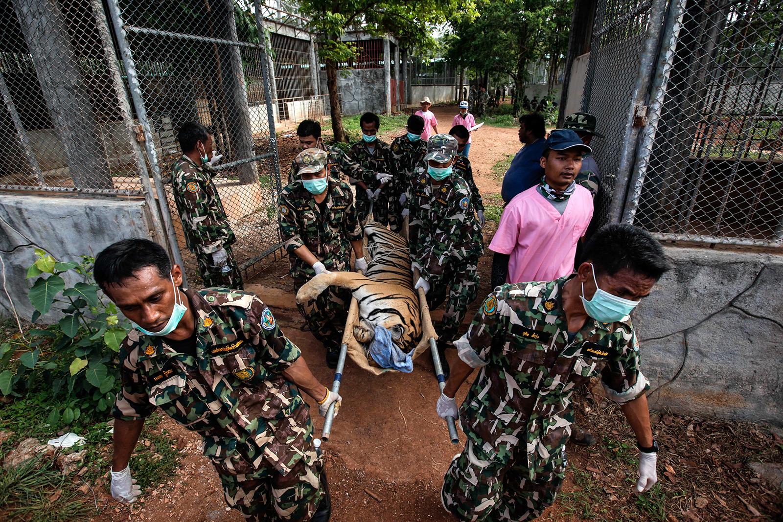 En nedsövd tiger bärs ut ur templet av myndighetspersonal.
