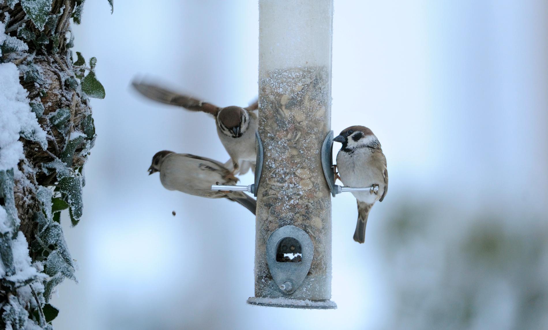 Pilfinkar, fjärde vanligaste vinterfågeln 2018, vid fågelmatsautomat. Arkivbild.