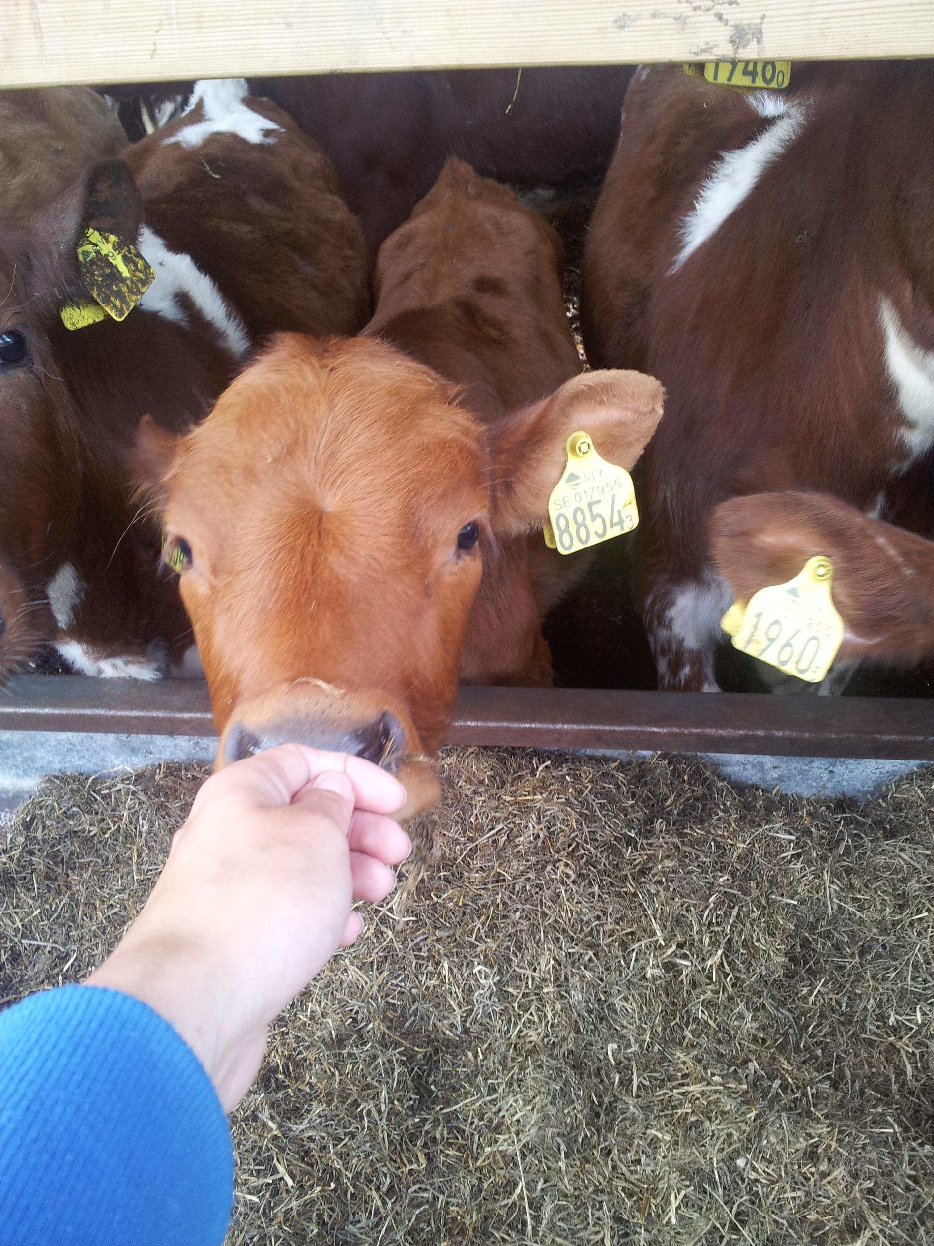 En nyfiken kalv ville lukta på Josefine Johanssons hand. Från den värmländska landsbygden.
