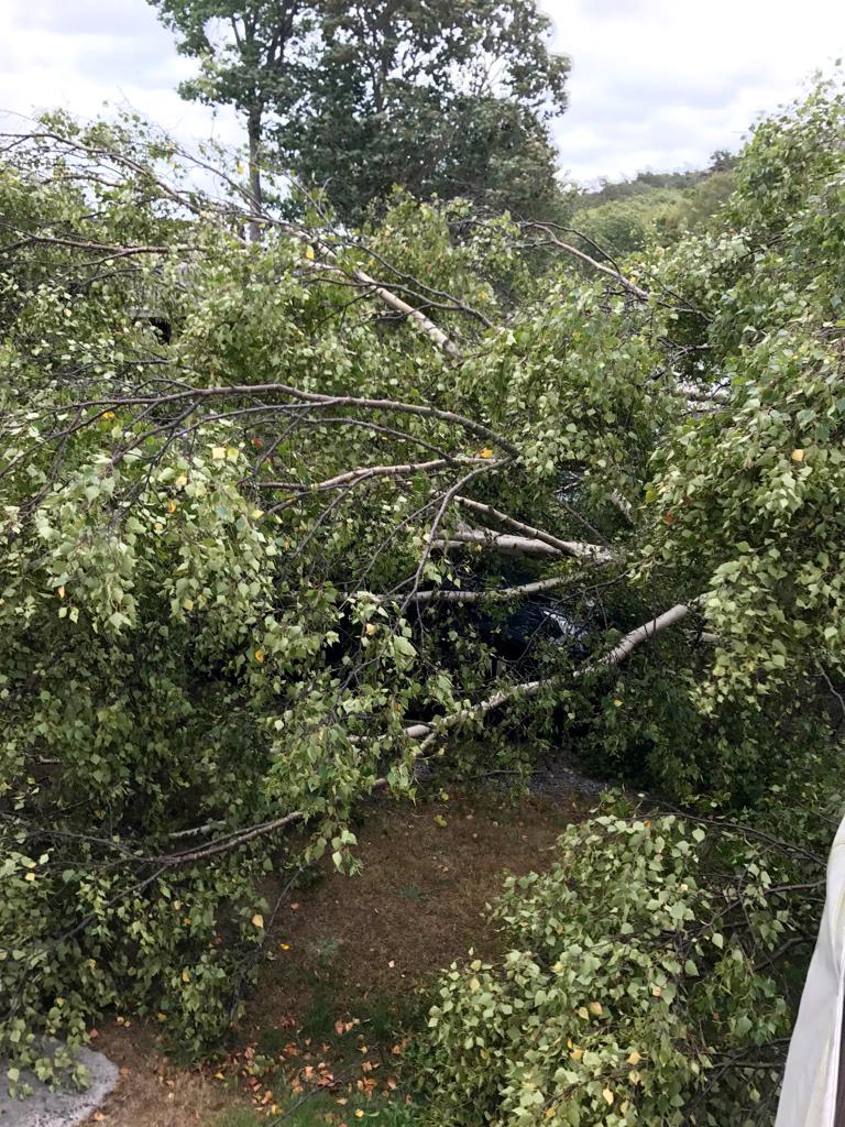 Vid Marsstrands camping rev stormen ner ett träd över Svenne Markles, 62, bil.