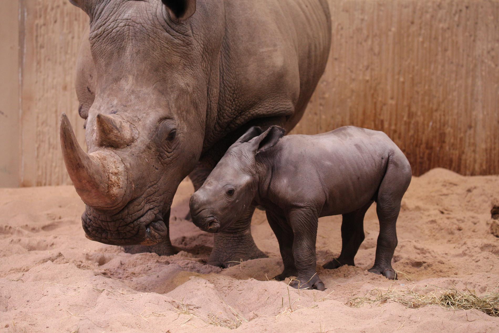 Nyfödd noshörning på Kolmården