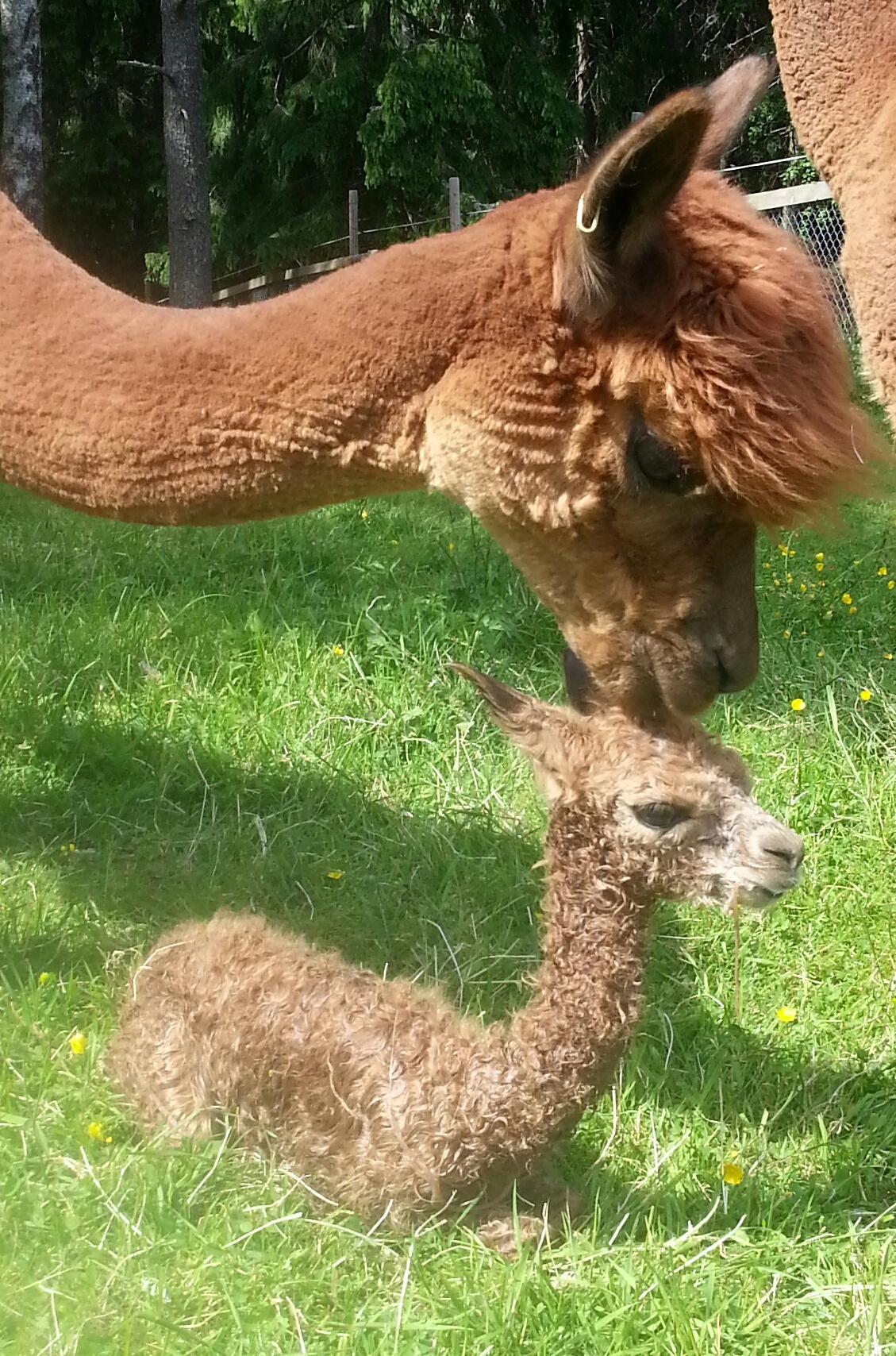Nyfödd liten alpacka välkomnas till världen en fin sommardag.