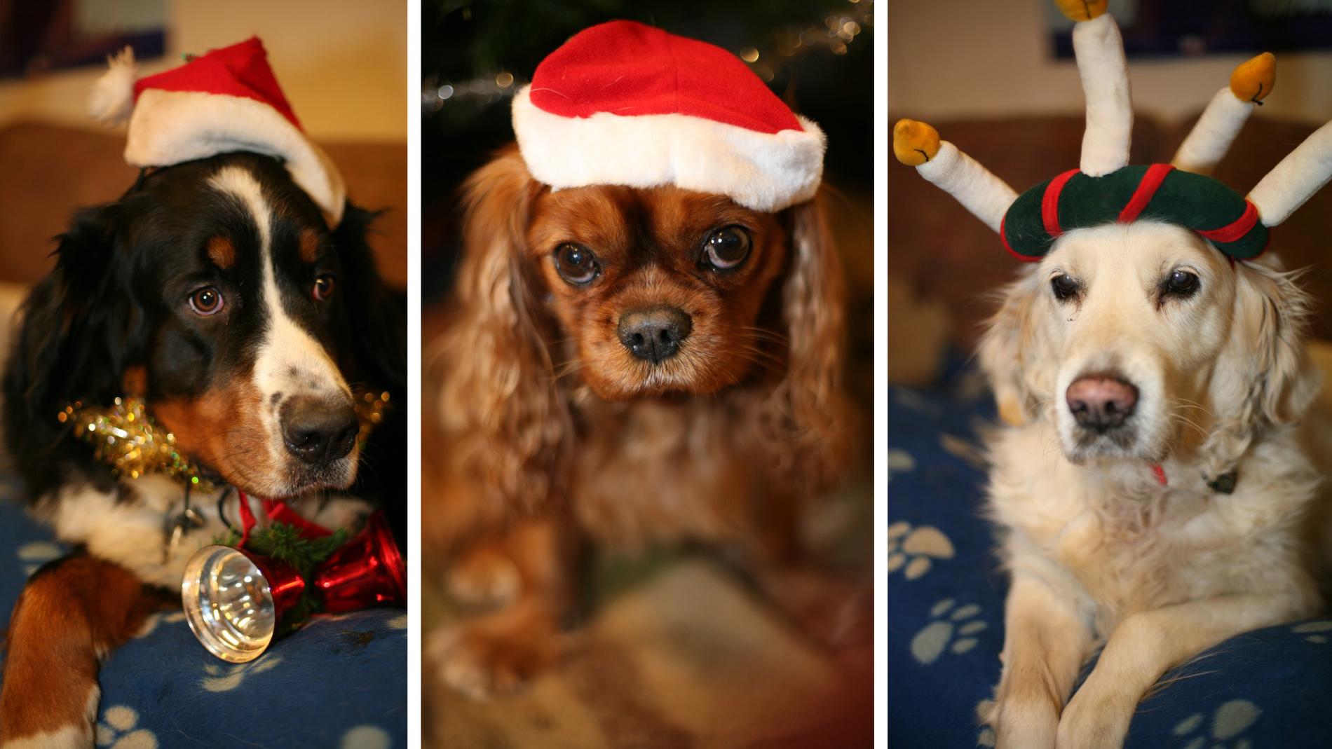 Tre av hunddagisets gäster i sina fina julmunderingar. 