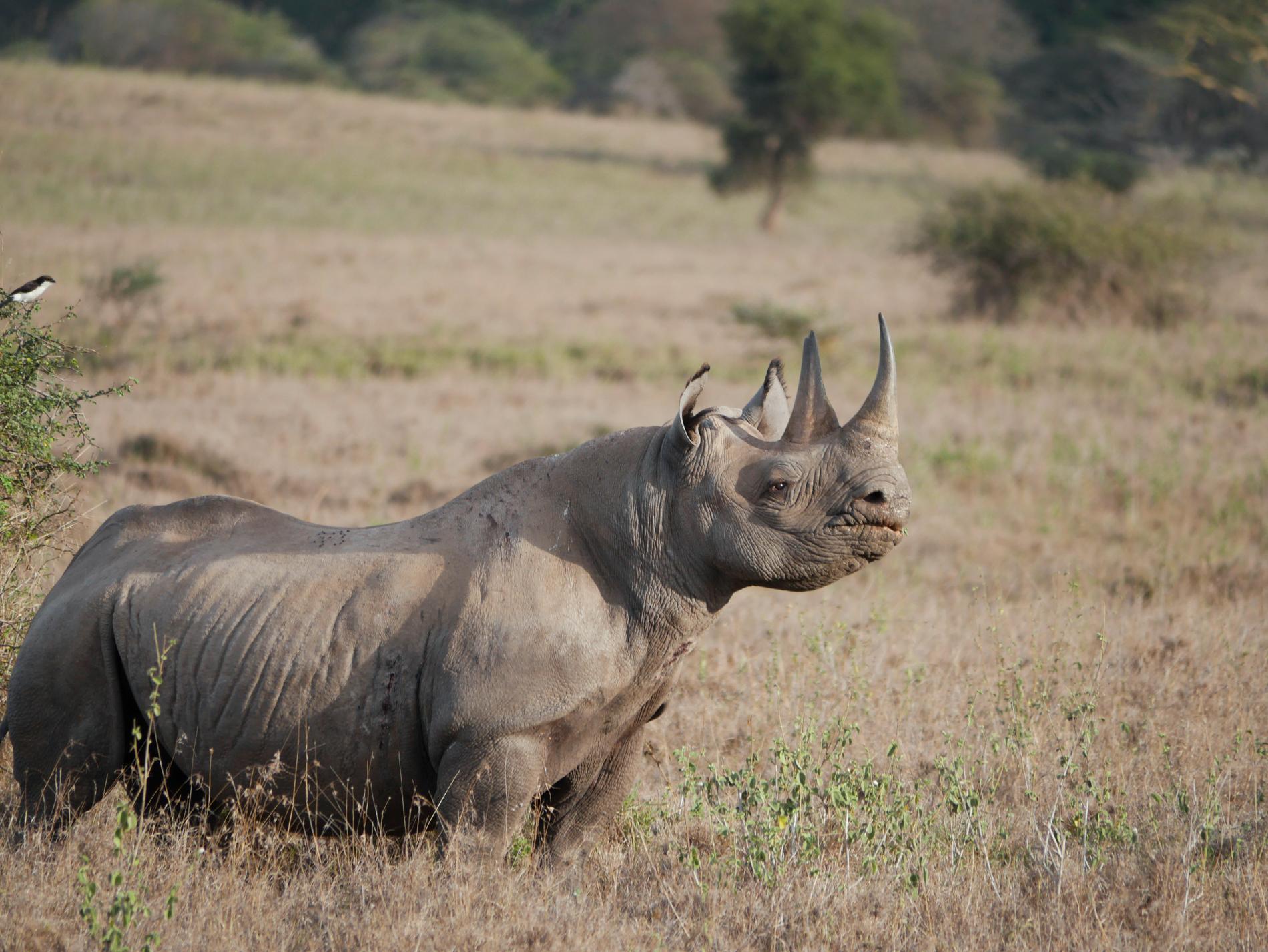 Spetsnoshörning i Nairobi nationalpark, Kenya. De två hornen är värda hundratusentals kronor på den svarta marknaden.