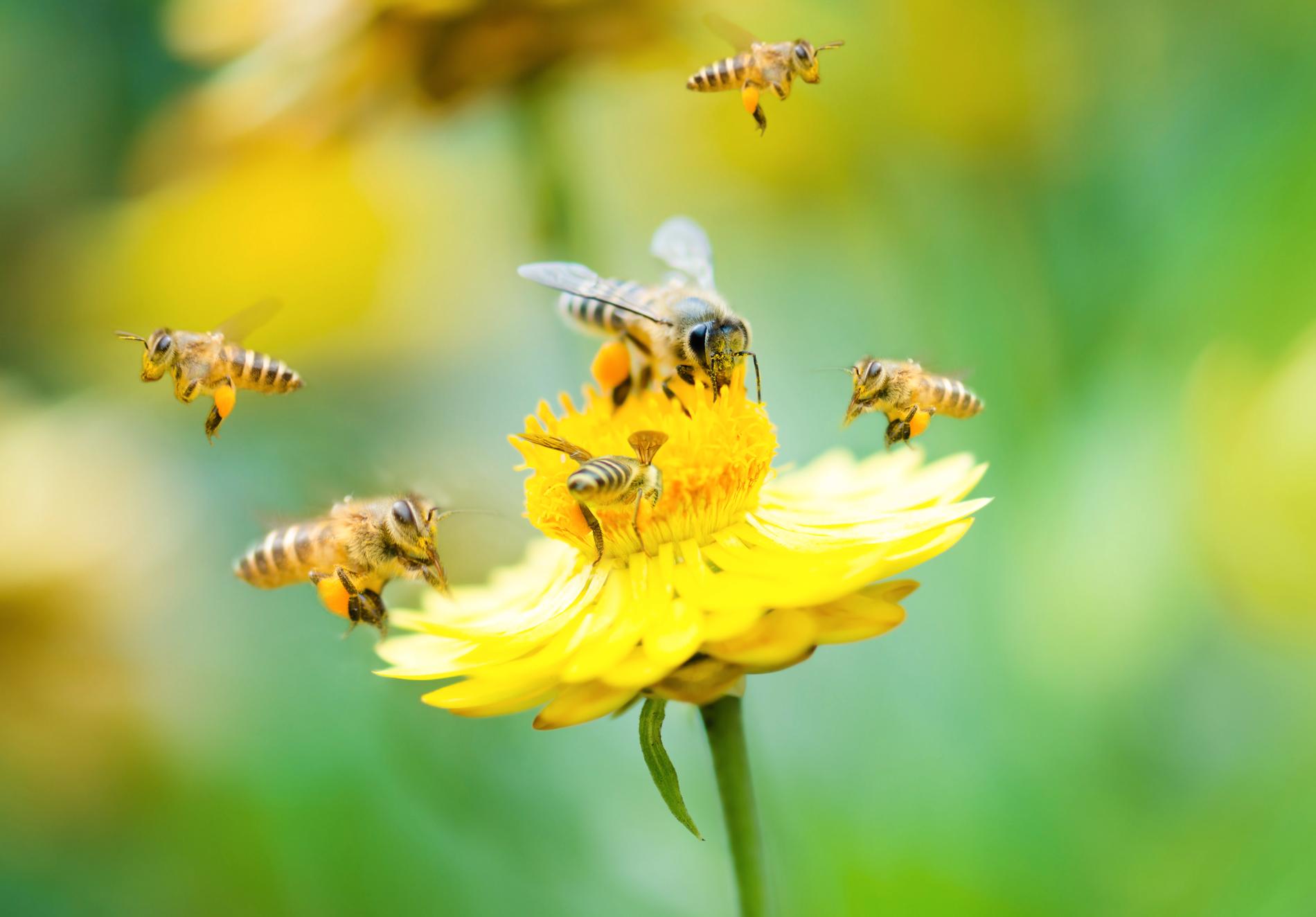 Om du vill ha riktigt glada bin kan du plantera sådana växter som bina tycker om.