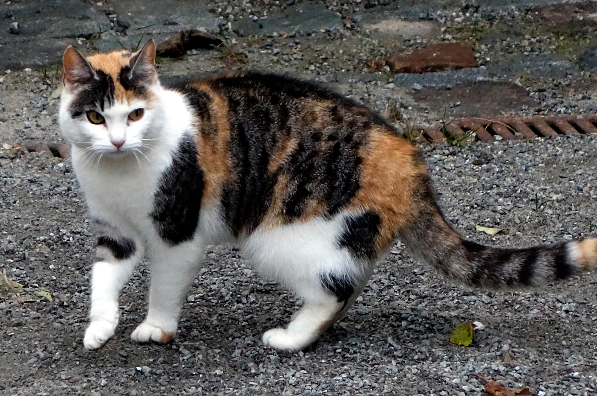 Den försvunna katten på Öland dök upp igen – med nytt namn i ett nytt hem (katten på bilden har inget med den bortsprungna kissen att göra). Arkivbild.