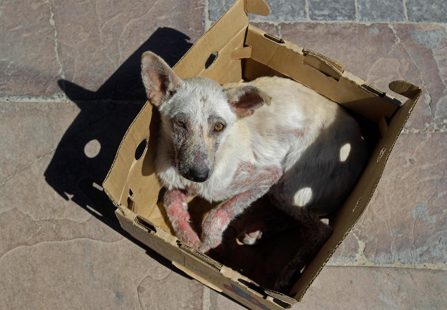 Nu varnar forskare för att gatuhundar, trots intyg, saknar tillräckligt skydd mot rabies. Foto: Scalk van Zuydam/TT Bild