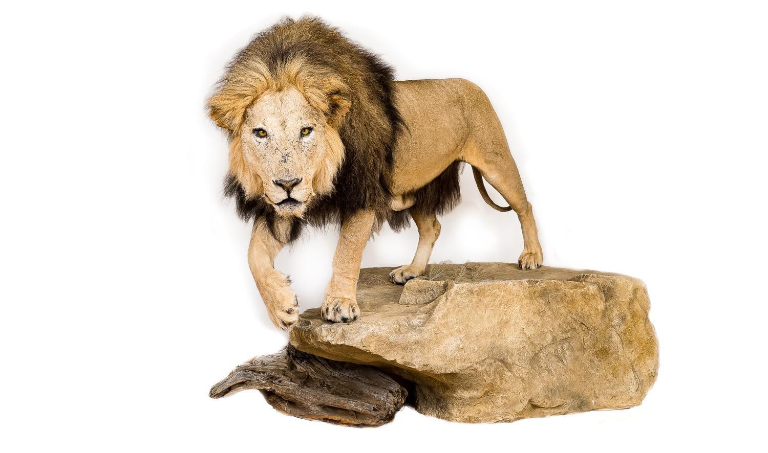 Det uppstoppade lejonet ligger ute till försäljning på säljsajten Tradera.