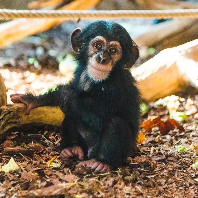 Lille Torsten, 3, är en av de schimpanser som har dödats.