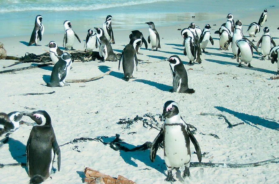 Pingvinerna har en privat strand där de får vara i fred.
