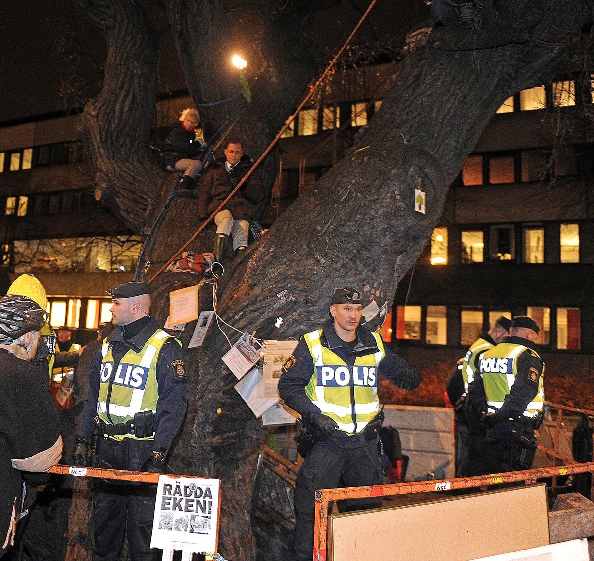 Den månghundraåriga eken på Oxenstiernsgatan, fälldes trots protester från allmänheten.