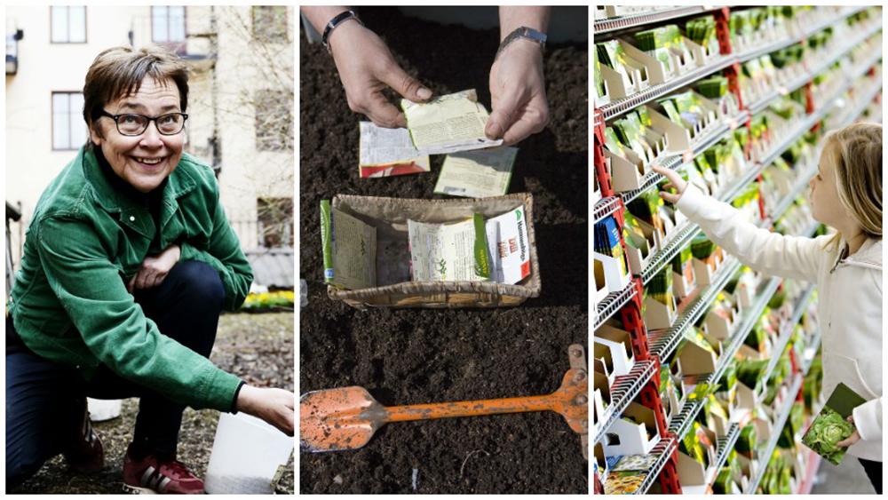 Lena Israelsson, trädgårdsförfattare, vill se bättre information på fröpåsar.