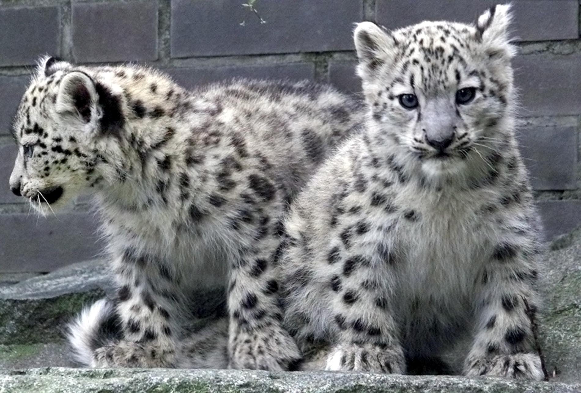 Tre nya snöleopardungar har hittats av ett forskarteam bestående av bland annat en forskare från SLU. På bilden syns två elva veckor gamla snöleopardungar på ett zoo i Tyskland. Arkivbild.