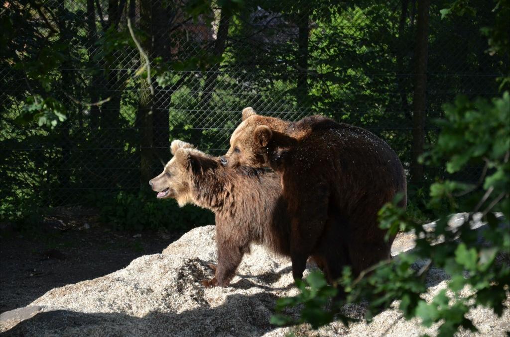 Två björnar på Skansen som njuter av sommaren.