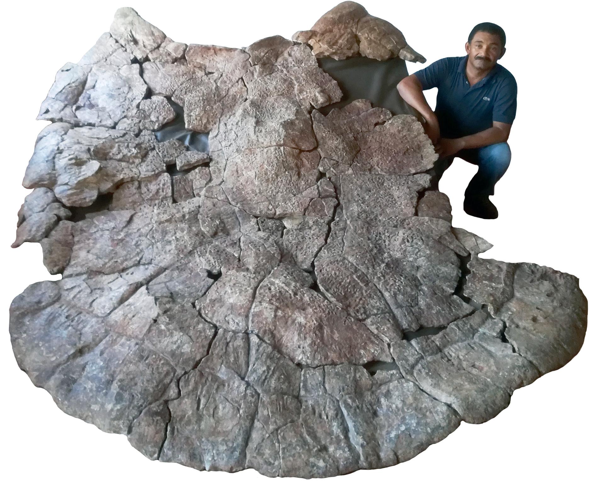 För inte så länge sedan hittade forskarna, däribland paleontologen Rodolfo Sánchez från Venezuela, ett fossil av denna art vars skal var närmare tre meter långt.