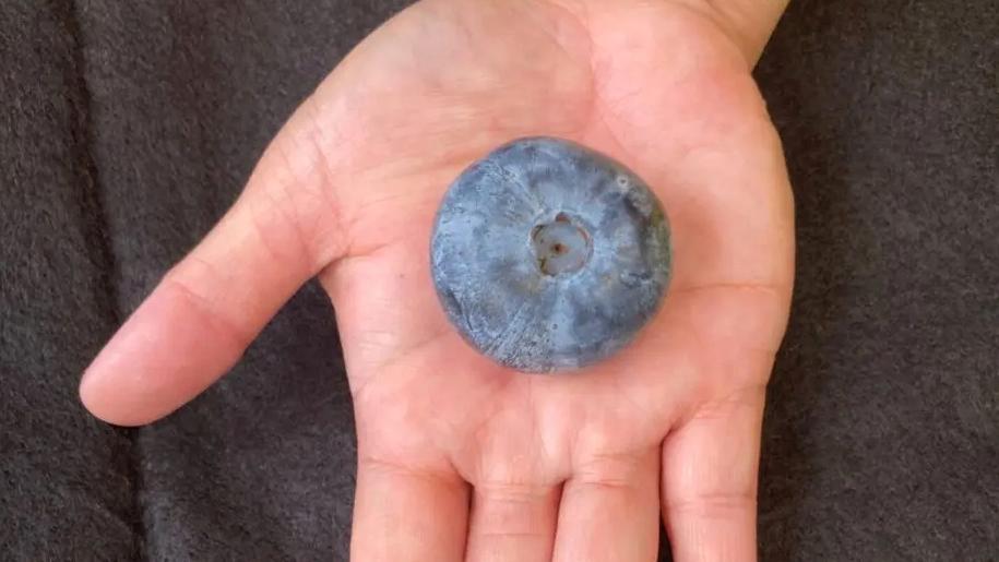 Världens största blåbär mäter nästan fyra centimeter i diameter och väger över 20 gram. Pressbild.