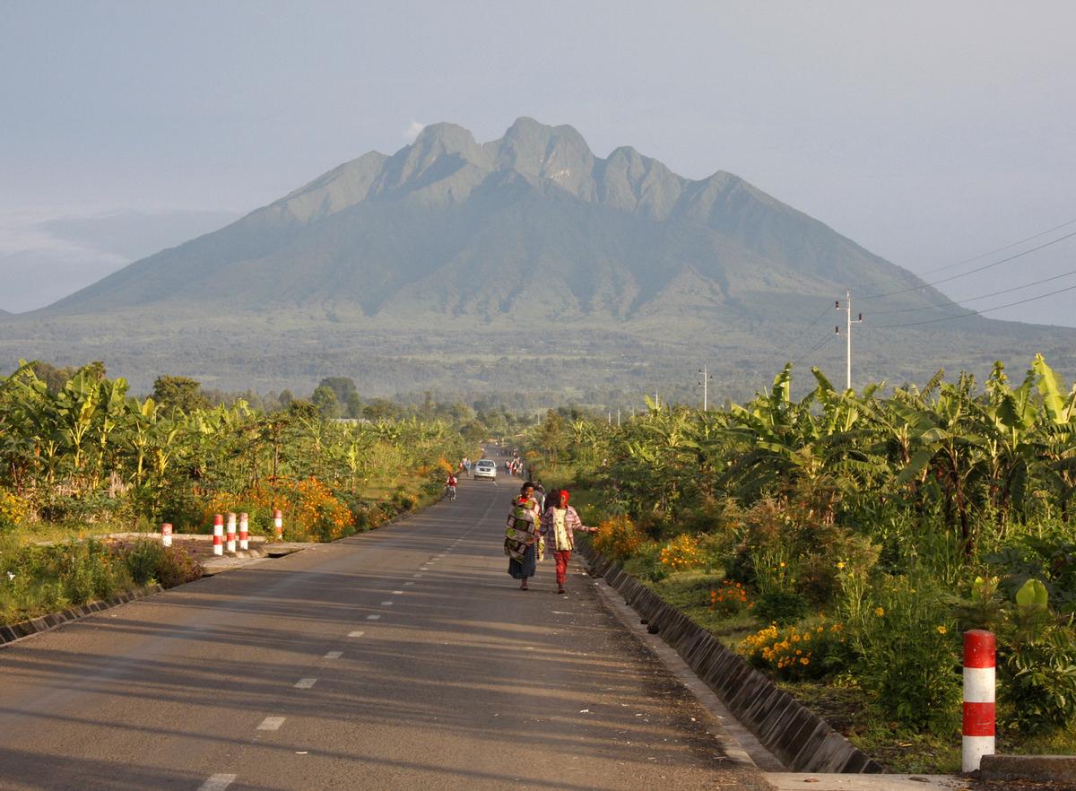 Bergsgorillorna lever högt uppe bland vulkanerna på mellan 2200 och 4300 meters höjd.