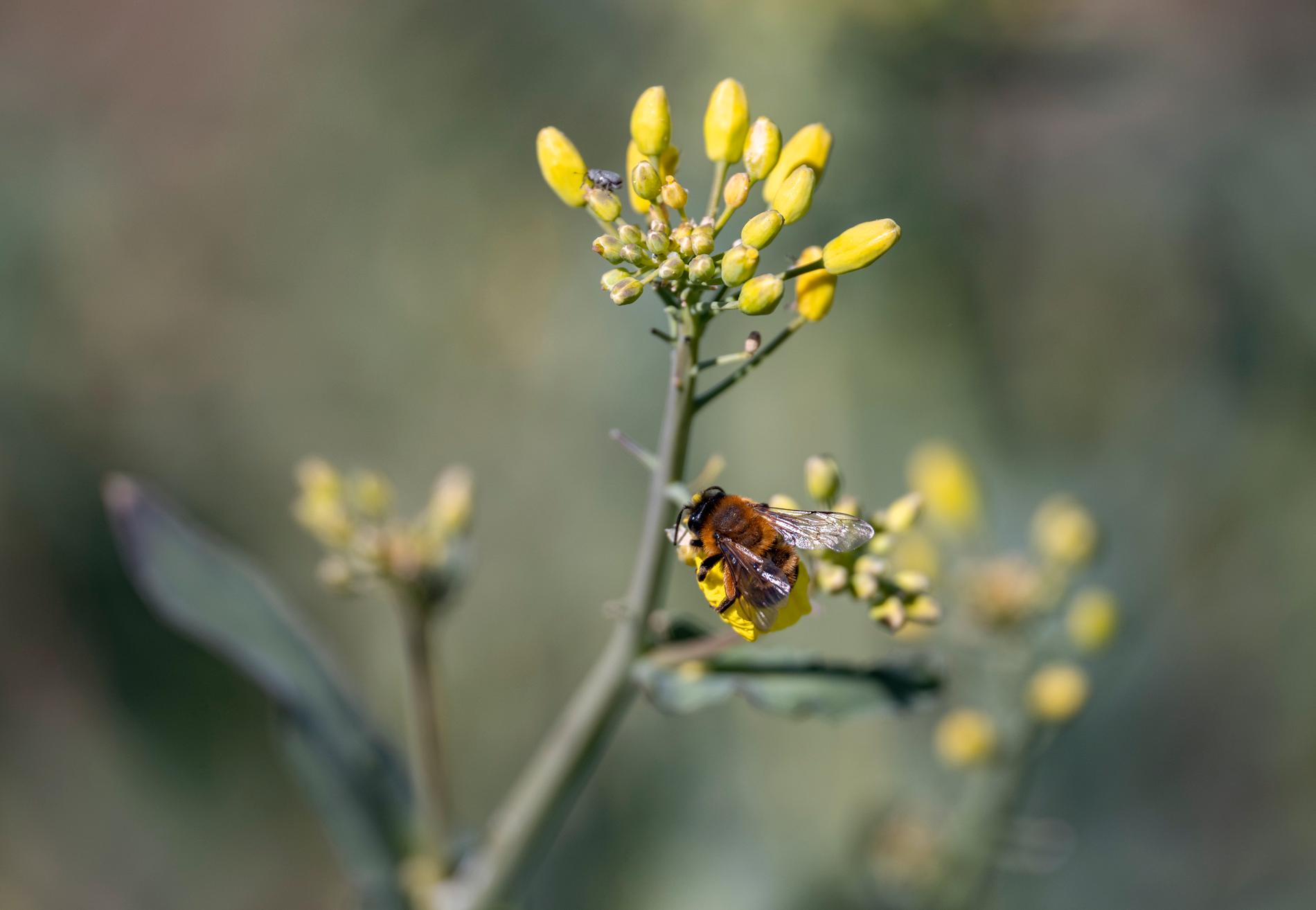 Många växter och fröer som marknadsförs som bra för pollinatörer innehåller ämnen som är skadliga för insekters nervsystem. Arkivbild.