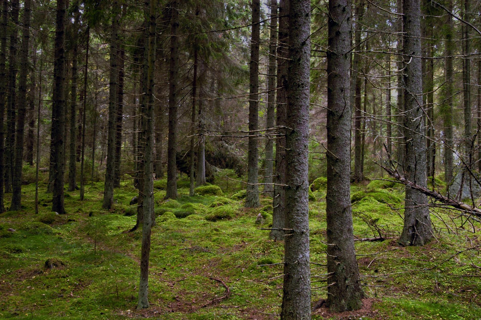 Grön mossa på marken i en skog som liknar Fyllerydsskogen. Arkivbild.