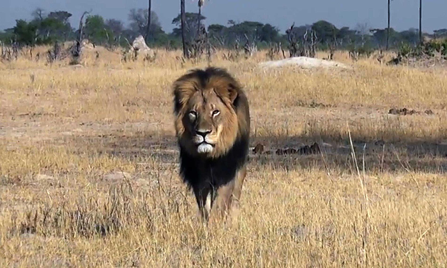 Lejonet Cecil hittades brutalt dödad.