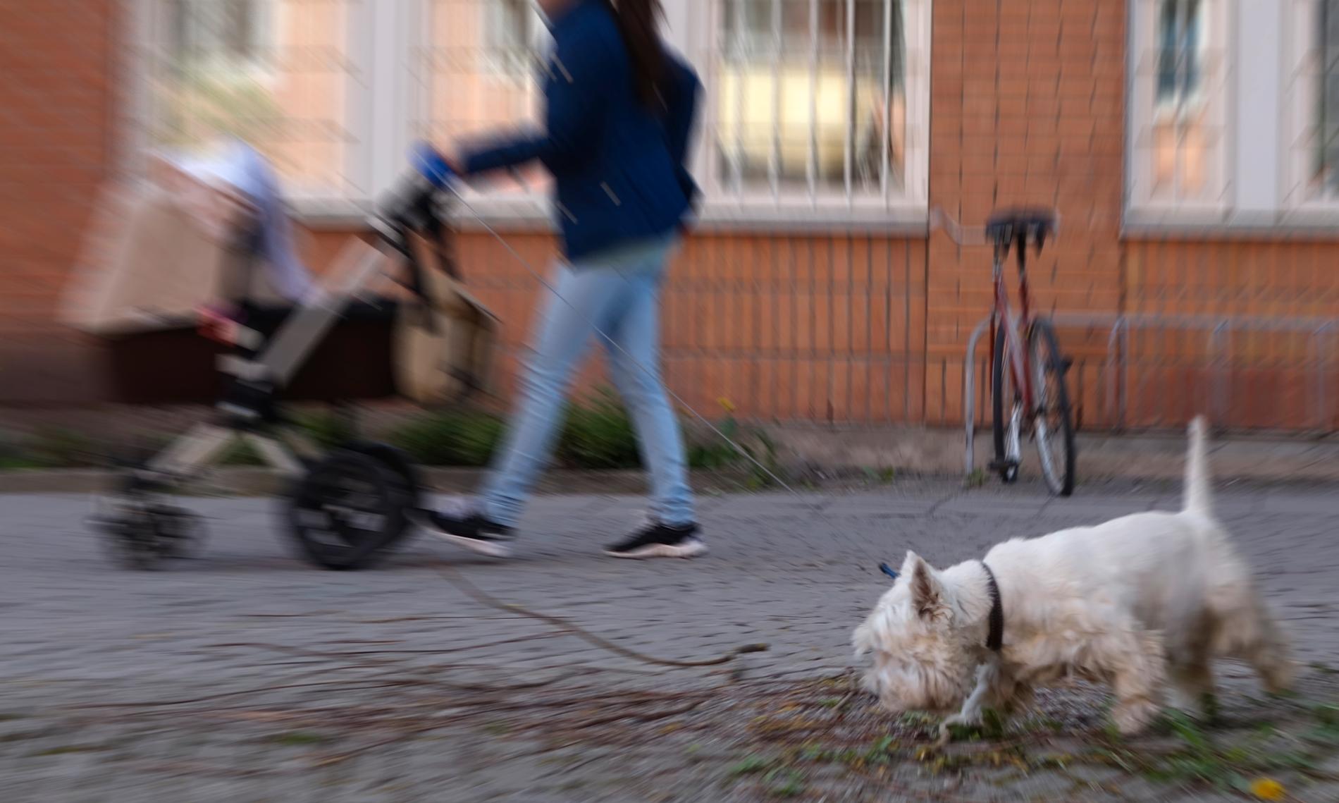 Polisen i Malmö varnar hundägare – återigen har bullar preparerade med glaskross och metall hittats i staden. Arkivbild.