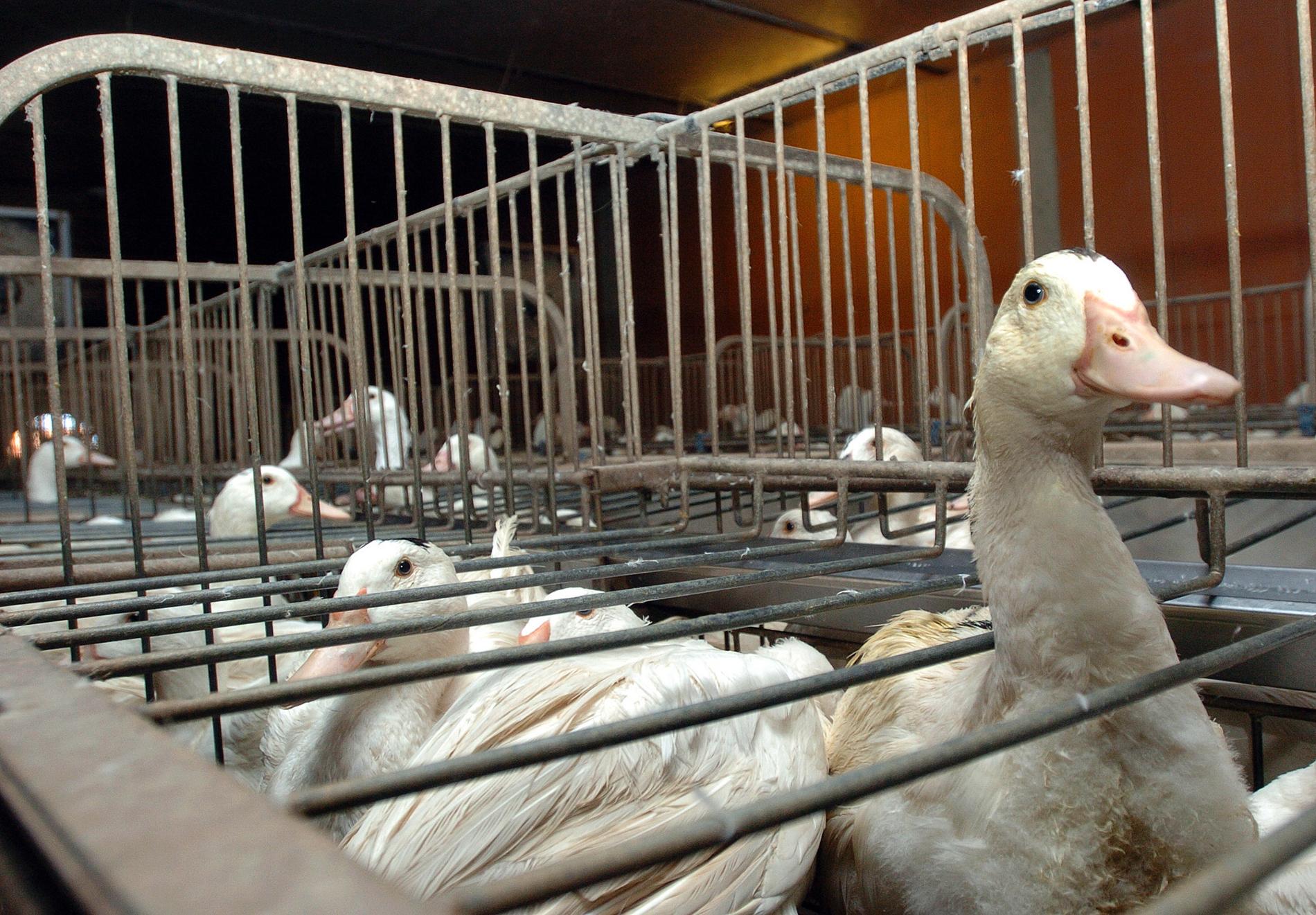 Förra årets utbrott tvingade landets foie gras-tillverkare avbryta sin verksamhet. Arkivbild.
