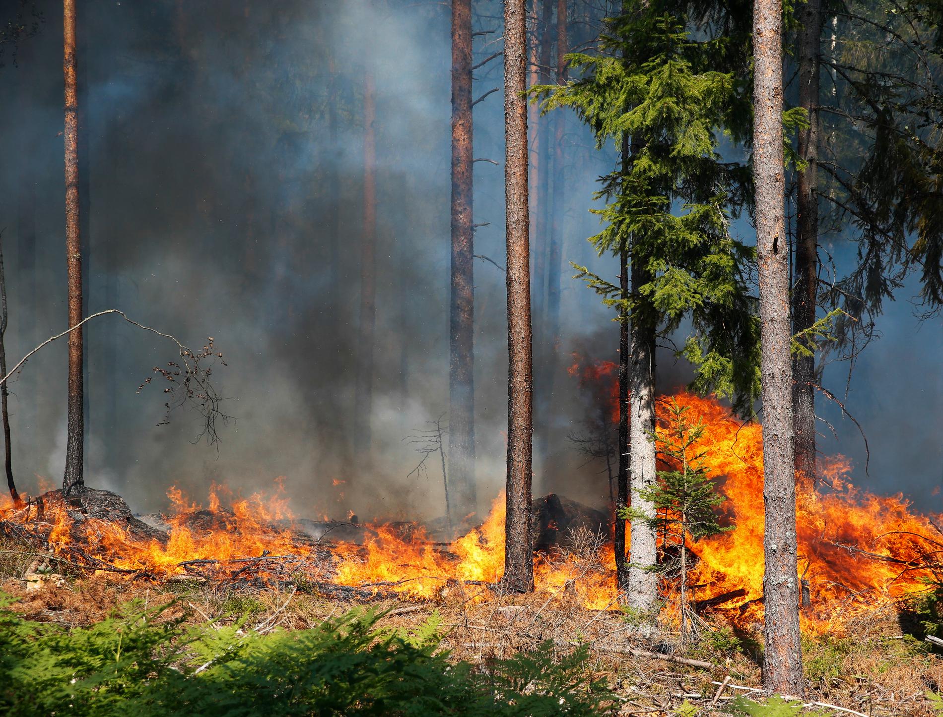 Skogsbranden i Rörbo. 