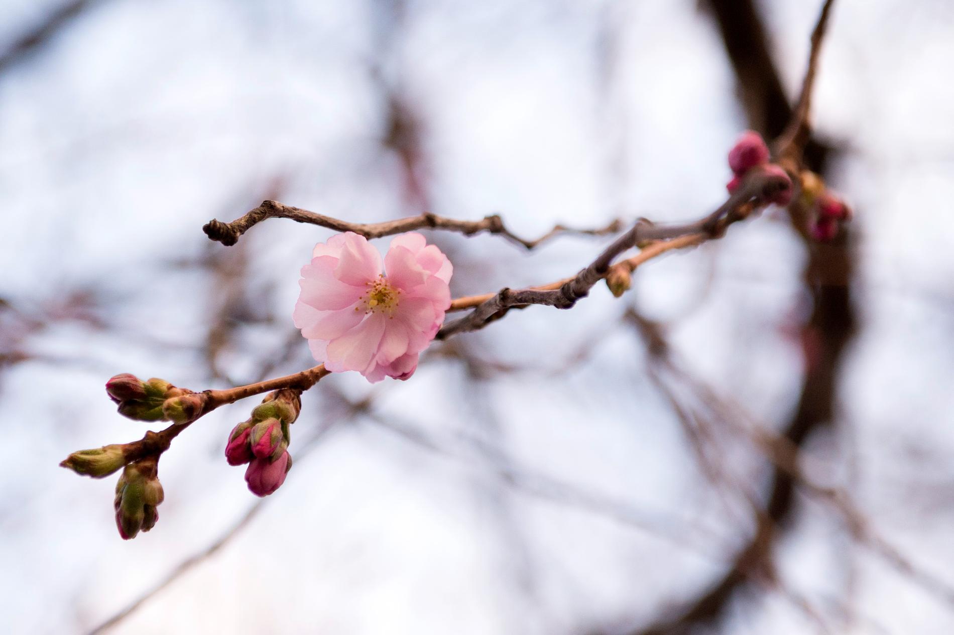 Körsbärsträden i Kungsträdgården i centrala Stockholm tror att det är vår. De brukar blomma i april. Arkivbild.