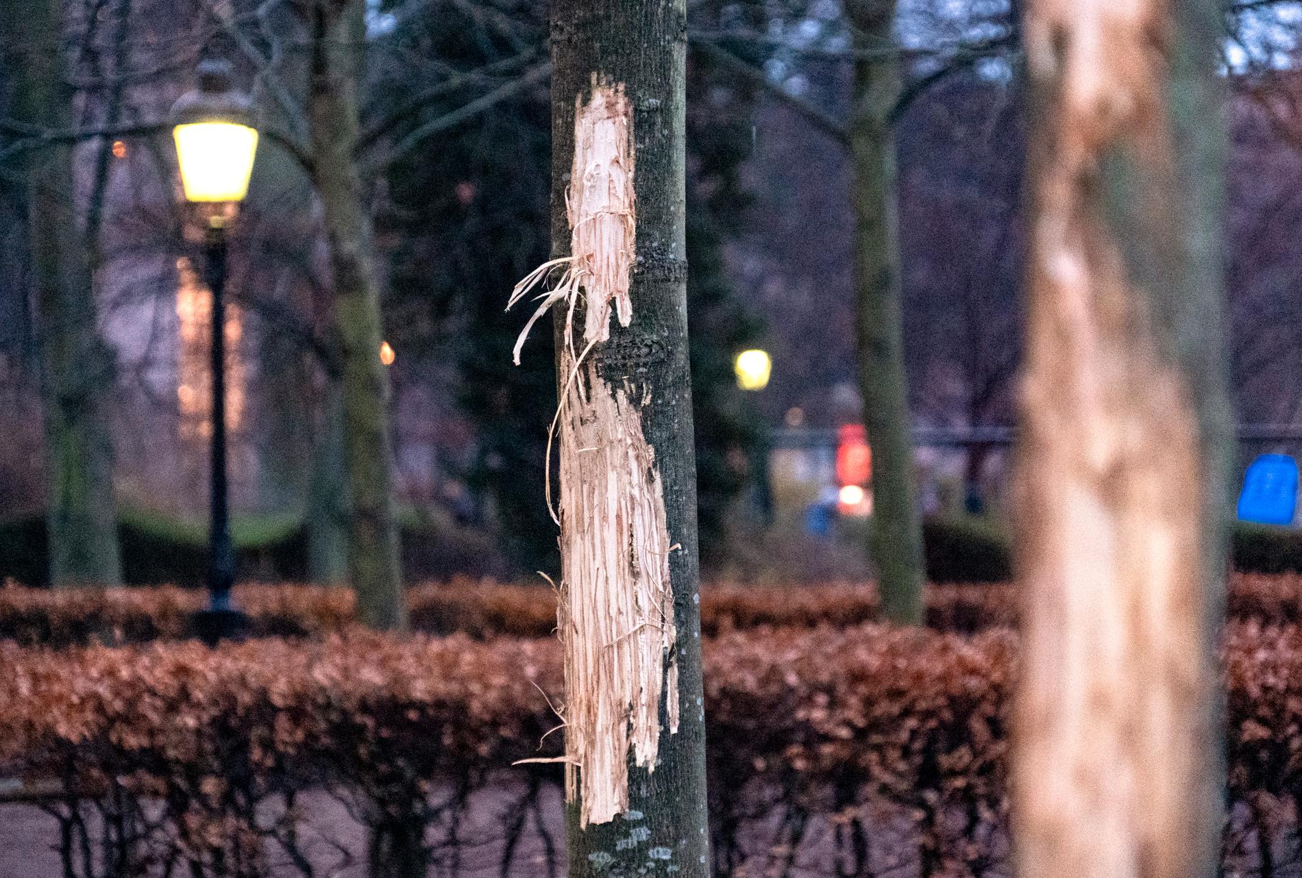 Ytterligare träd i Malmö har utsatts för skadegörelse. Bilden är tagen i december och visar skadade träd utanför Stadsbiblioteket. Arkivbild.