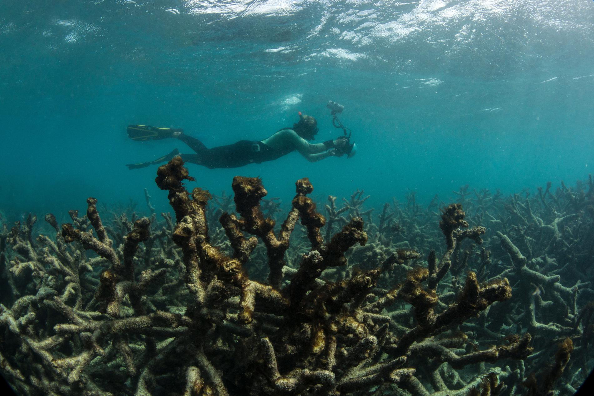 Ekosystemet i Stora barriärrevet tar skada av klimatförändringarna. Här syns en forskare undersöka ett område med döda koraller. Arkivbild.