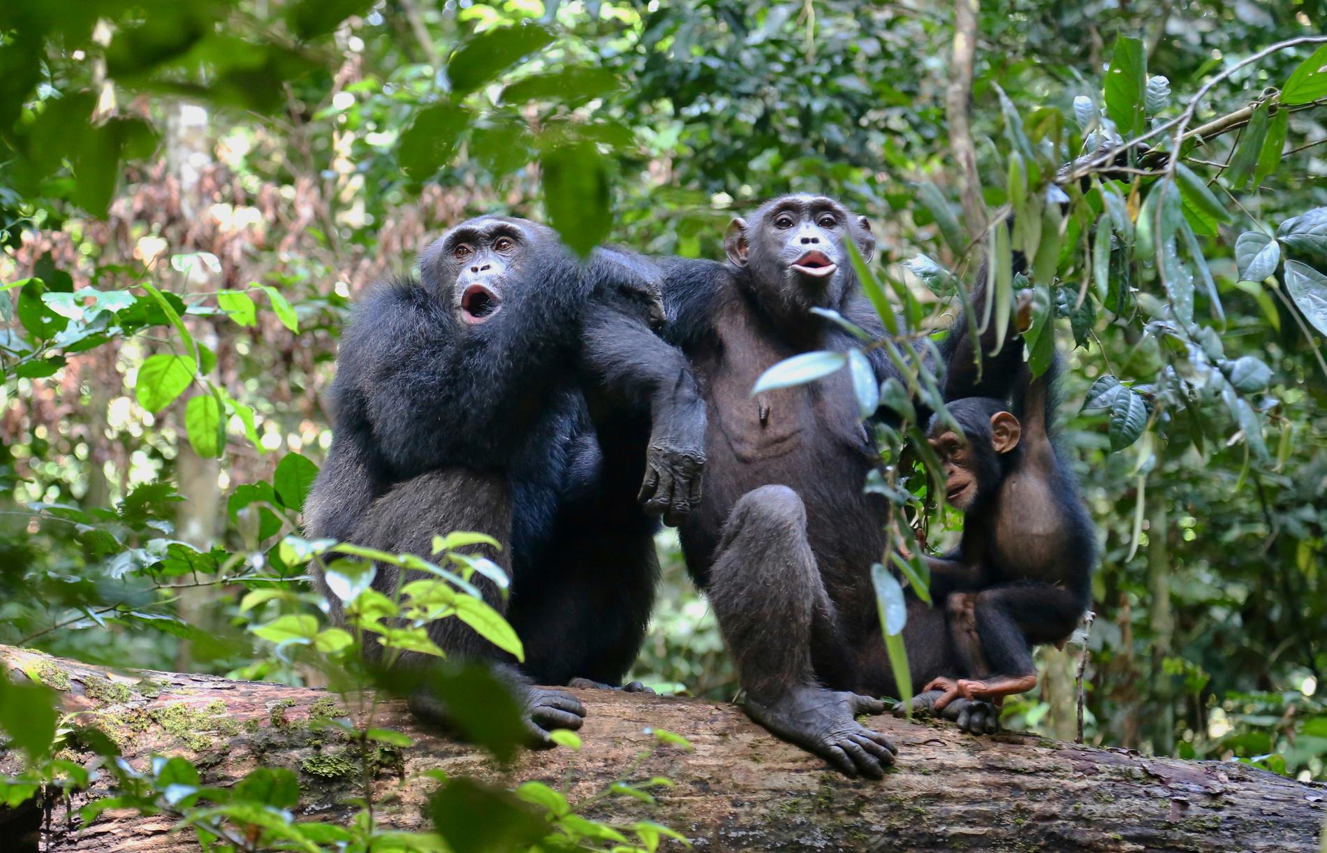 Schimpanser finns bland de arter som enligt studien troligtvis löper stor risk att infekteras av sars-cov-2. Arkivbild från en nationalpark i Elfenbenskusten 2016.