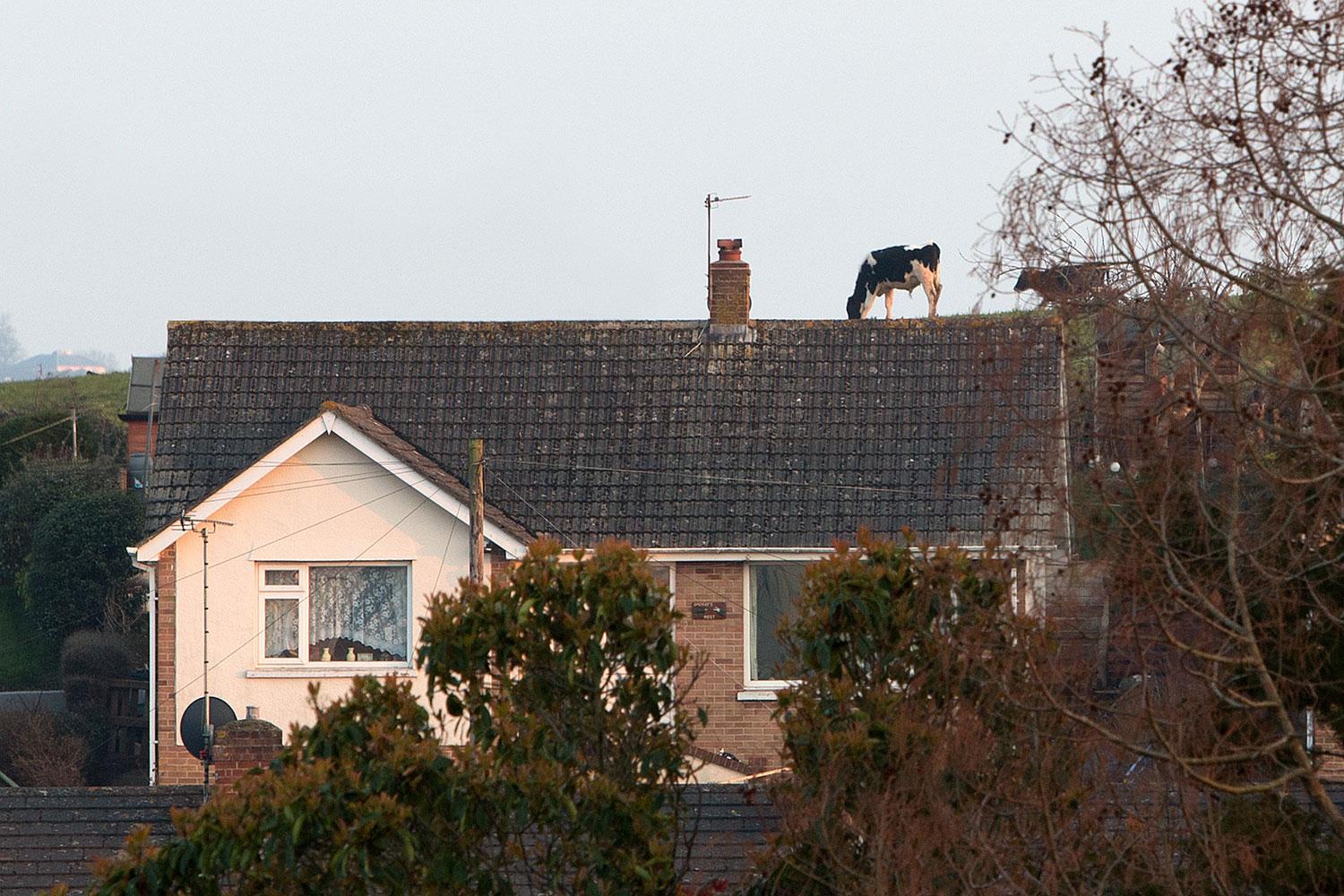 Kor på taket...
