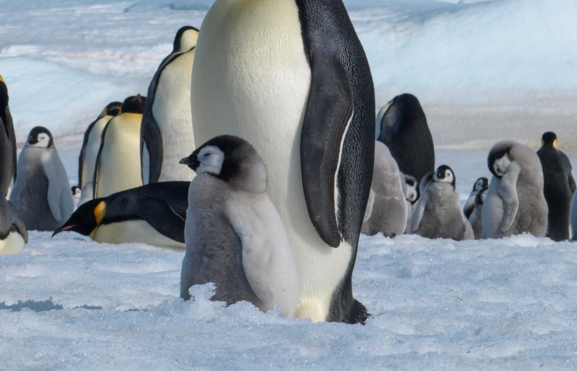 Kejsarpingvinernas ungar får det tufft när Antarktis havsisar smälter.
