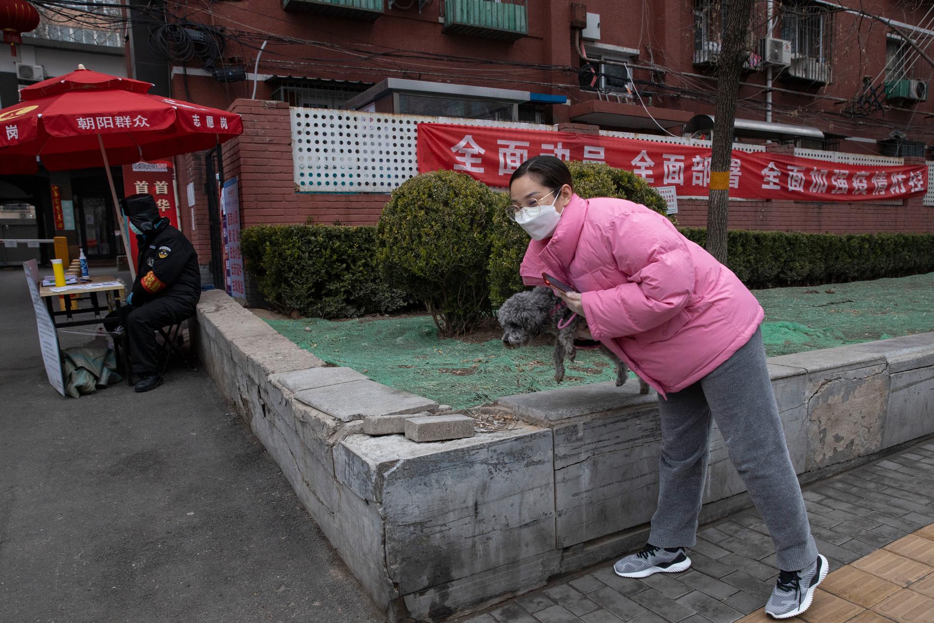 En hund på promenad i Peking. Andra husdjur sitter fast i öde lägenheter i Kina. Arkivbild.