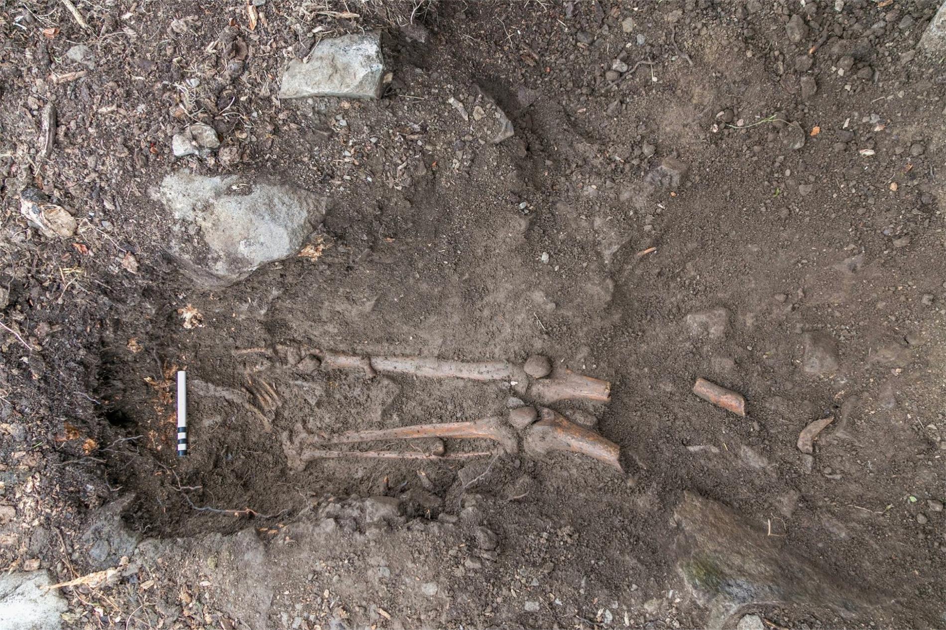 Skelettet tillhör en ung man, som levde på medeltiden.