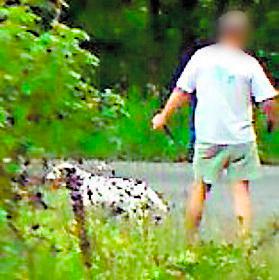 Dalmatinerhundens ägare anklagas för att ha dödat Ronja.